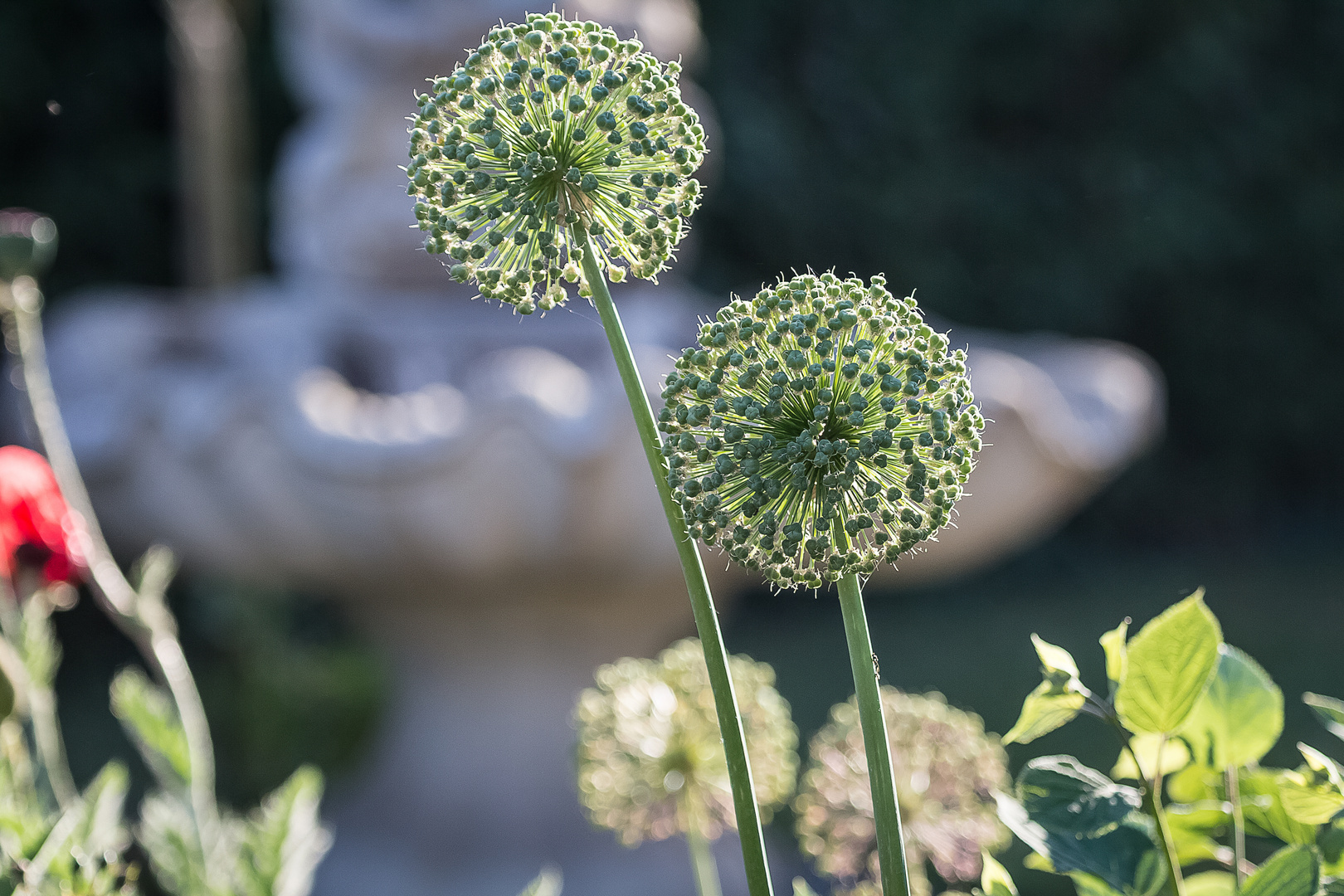 Zierlauch in Grün (Allium Giganteum)