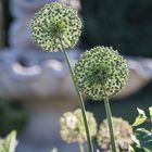 Zierlauch in Grün (Allium Giganteum)