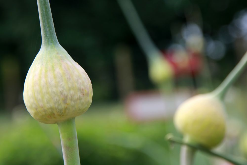 Zierlauch In Lustigen Bildern Foto Bild Europe France Pflanzen Pilze Flechten Bilder Auf Fotocommunity