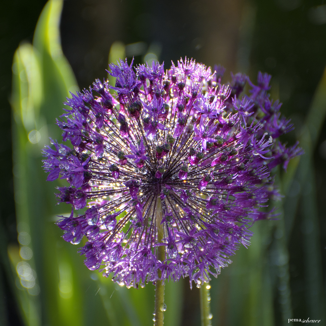 Zierlauch in unserem Garten