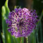 Zierlauch in unserem Garten