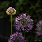 Zierlauch Knospe 