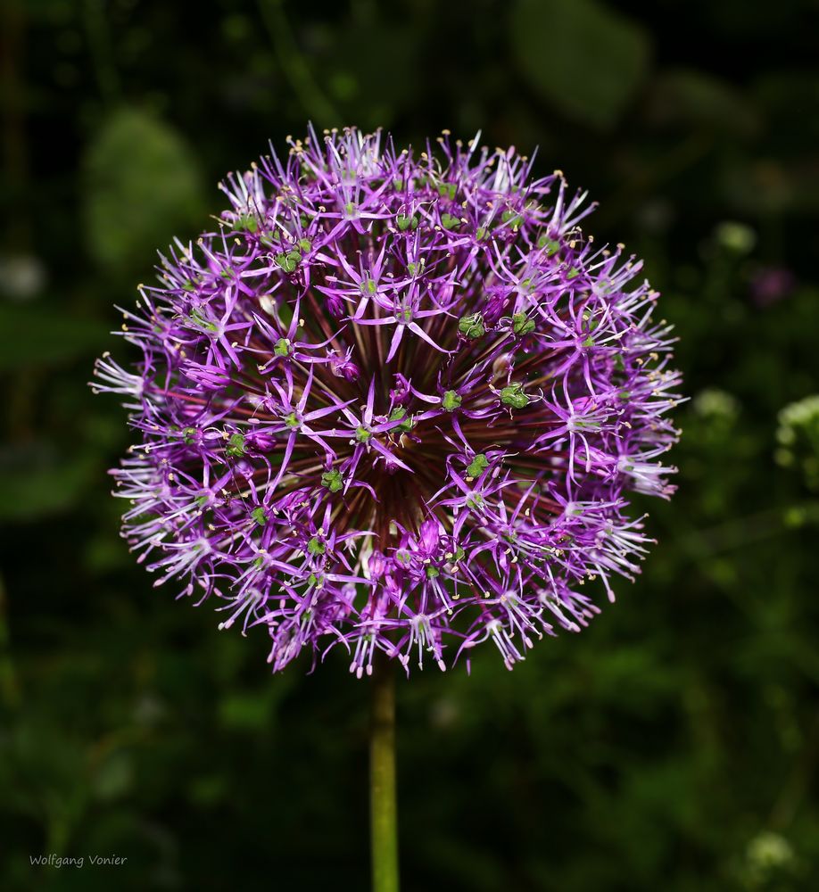 Zierlauch-Kugellauch-Allium