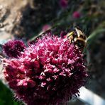 Zierlauch mit Bienchen