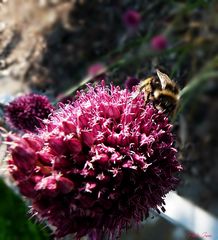 Zierlauch mit Bienchen