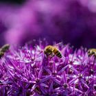 Zierlauch mit Bienen