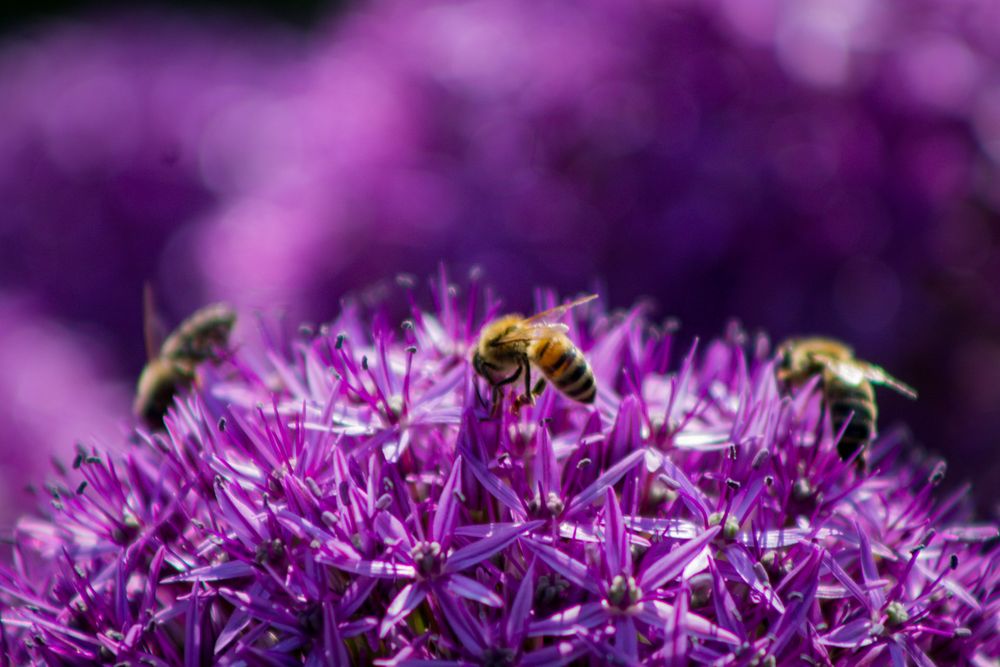 Zierlauch mit Bienen
