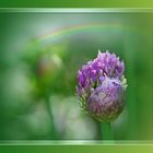 Zierlauch unterm Regenbogen