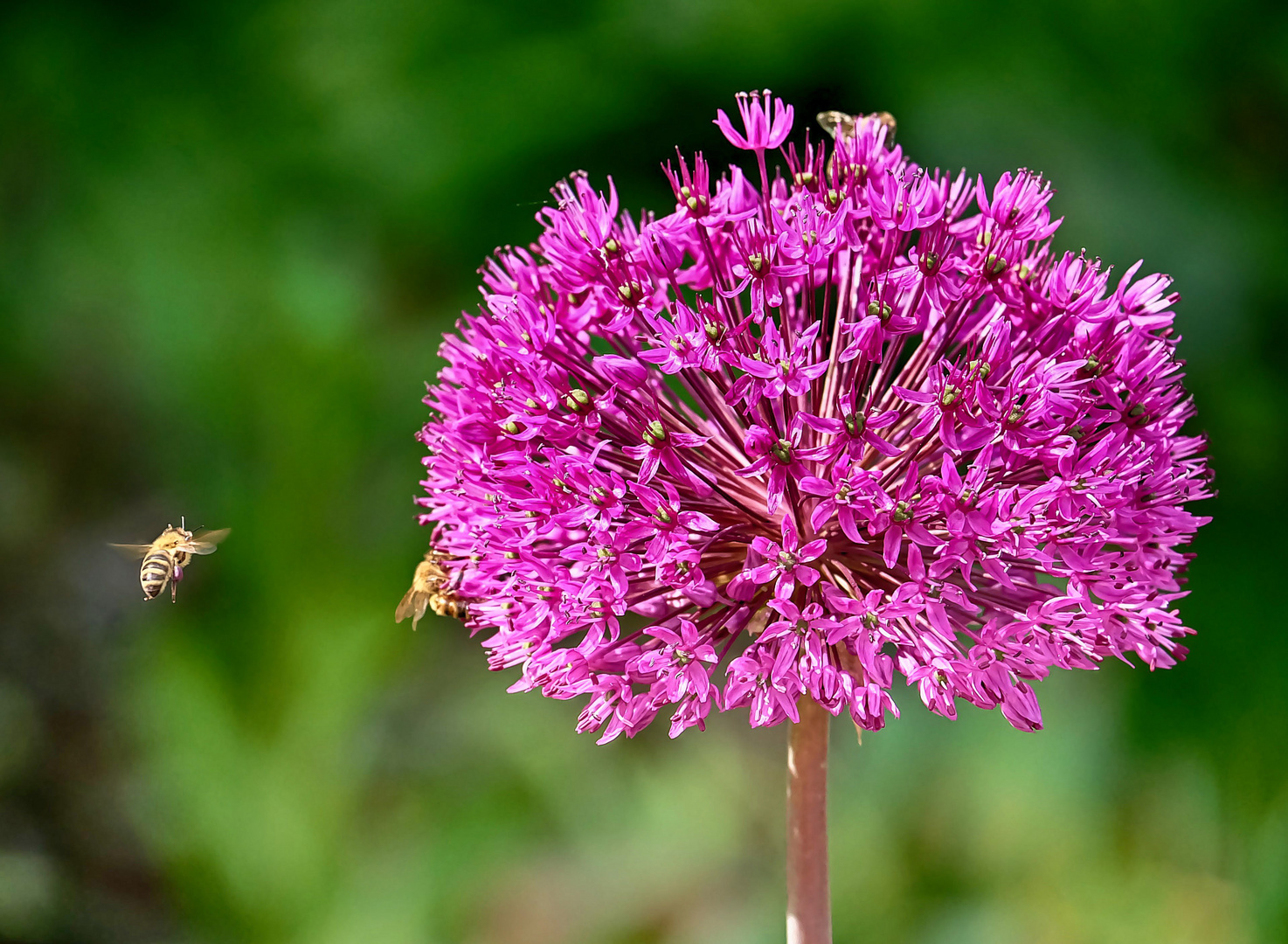 Zierlauchblüte