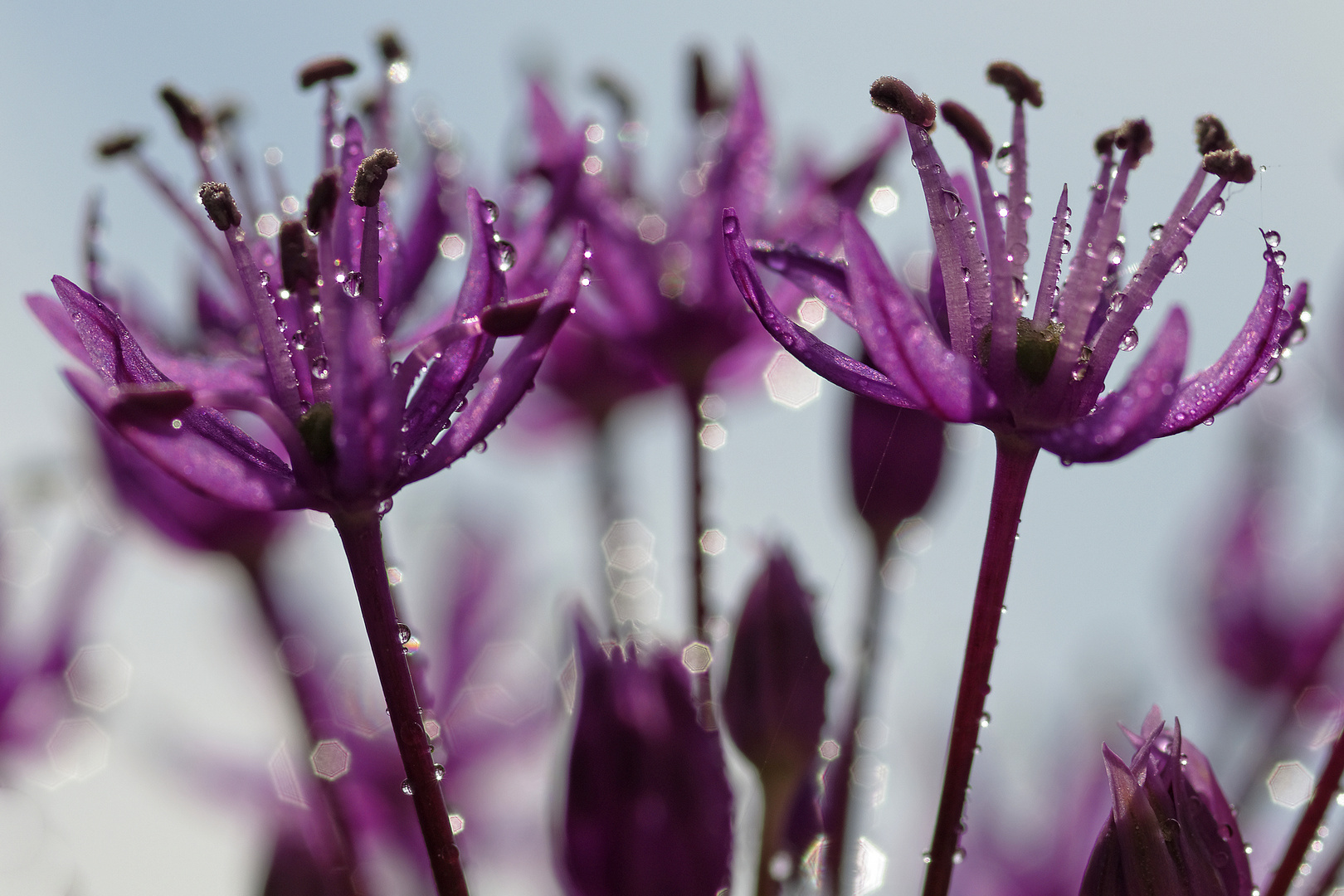 Zierlauchblüte (Detail)