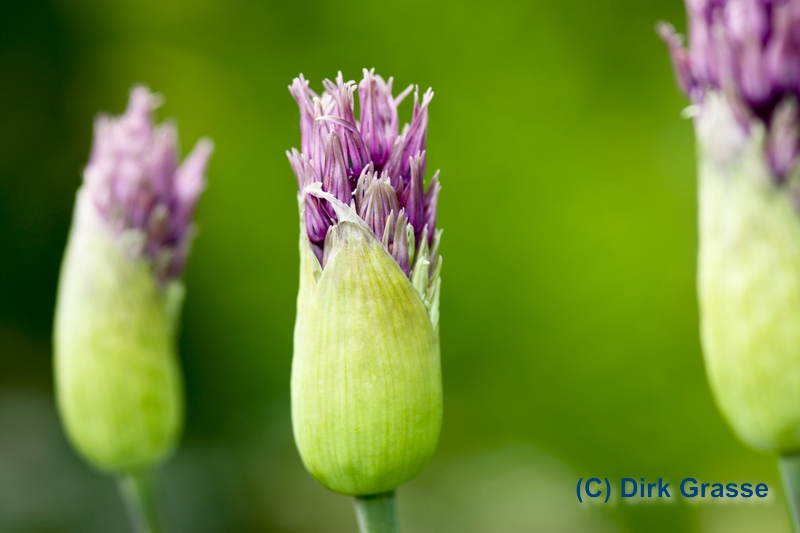 Zierlauchknospen - Allium