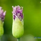 Zierlauchknospen - Allium