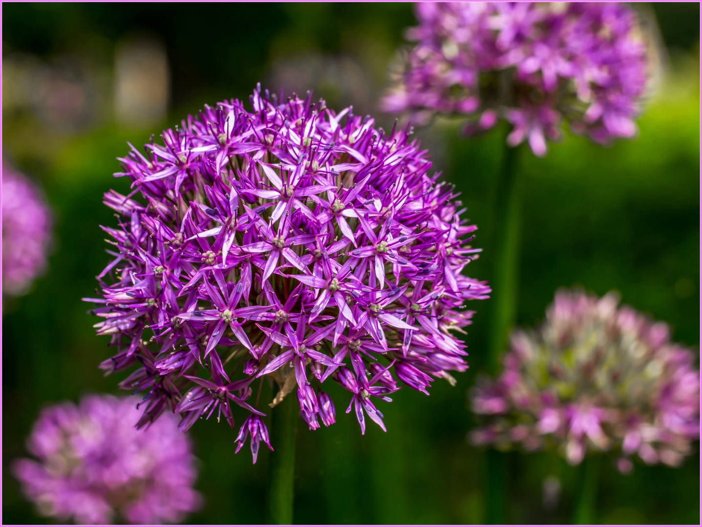 Zierlauch/Kugellauch (Allium) Foto & Bild fotos, lila, natur Bilder