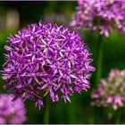 Zierlauch/Kugellauch (Allium)