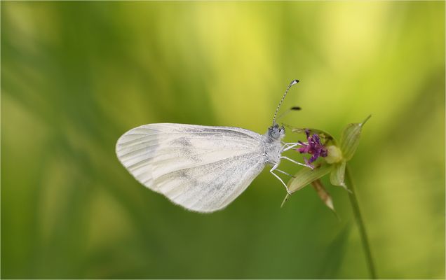 *Zierlich & elfenhaft...*