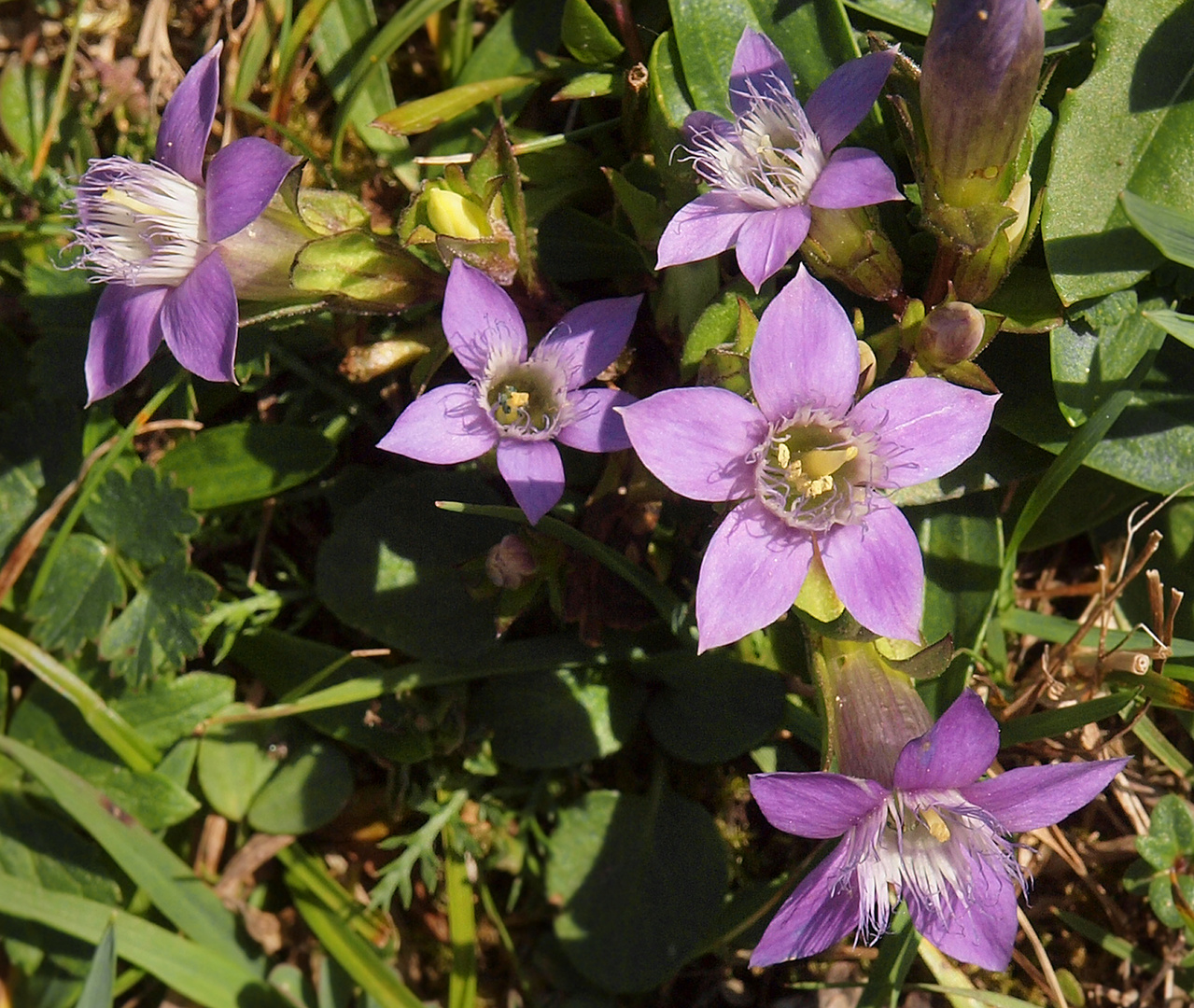 Zierliche Blüten in der Almwiese