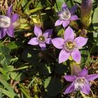 Zierliche Blüten in der Almwiese