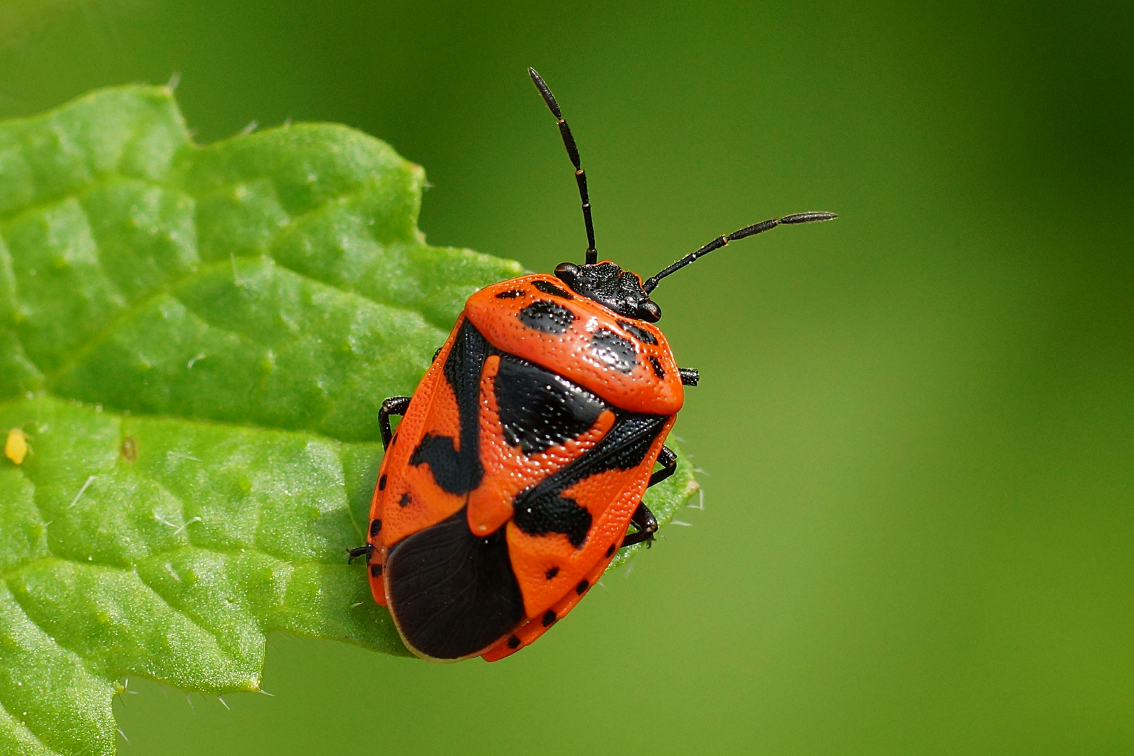 Zierliche Gemüsewanze, Eurydema dominula