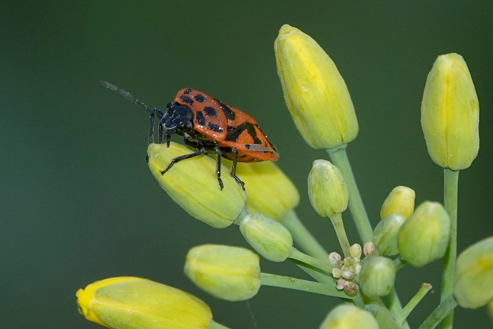 Zierliche Gemüsewanze Eurydema dominulus