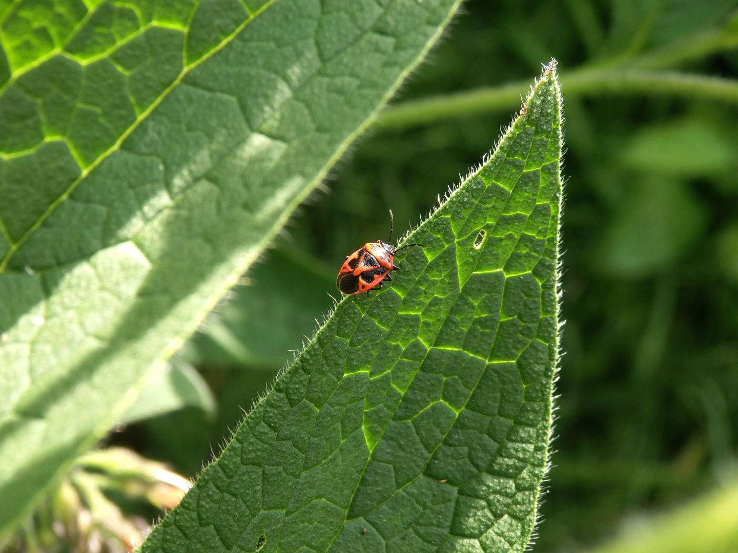 Zierliche Gemüsewanze (Eurydema dominulus)