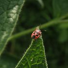 Zierliche Gemüsewanze (Eurydema dominulus)