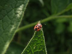 Zierliche Gemüsewanze (Eurydema dominulus)