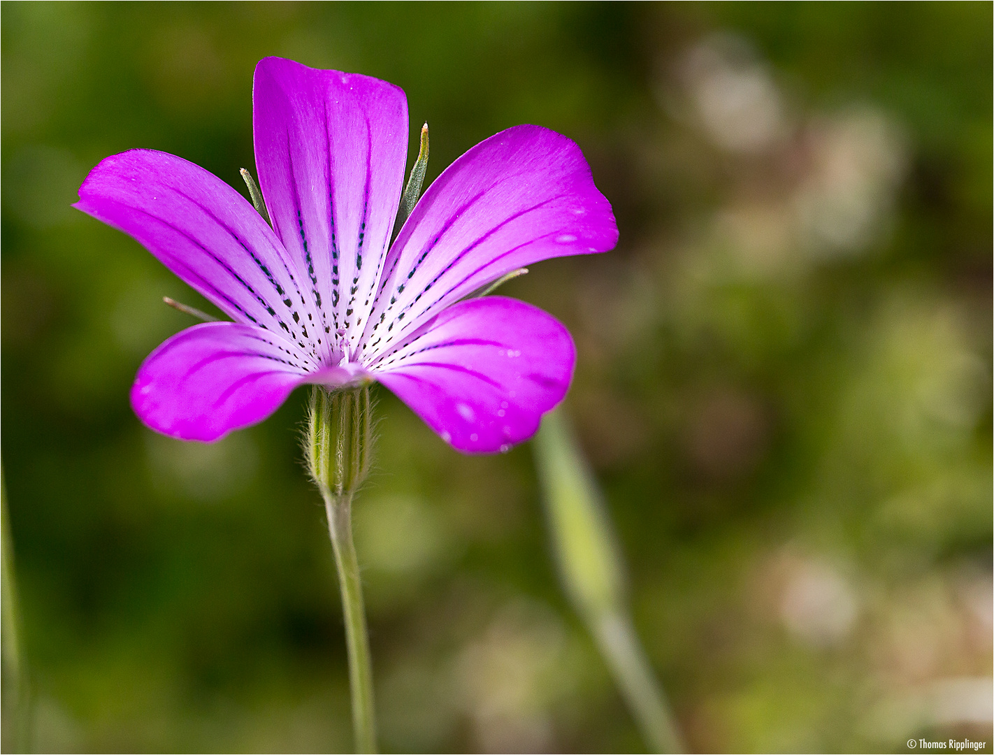 Zierliche Kornrade (Agrostemma gracilis)..