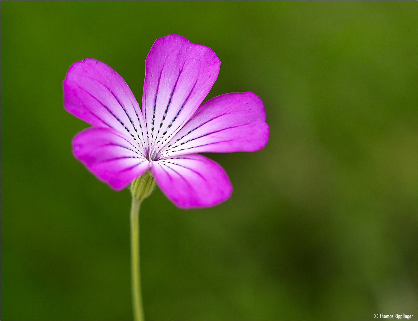 Zierliche Kornrade (Agrostemma gracilis)