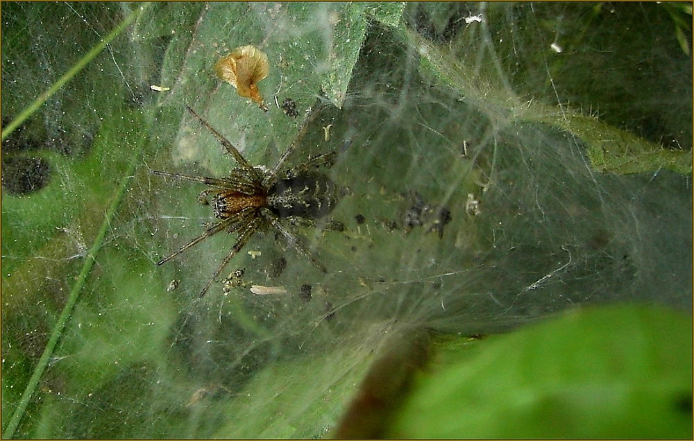 Zierliche Labyrinthspinne?