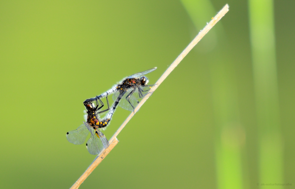 Zierliche Moosjungfer (Leucorrhinia caudalis)