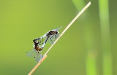 Zierliche Moosjungfer (Leucorrhinia caudalis)