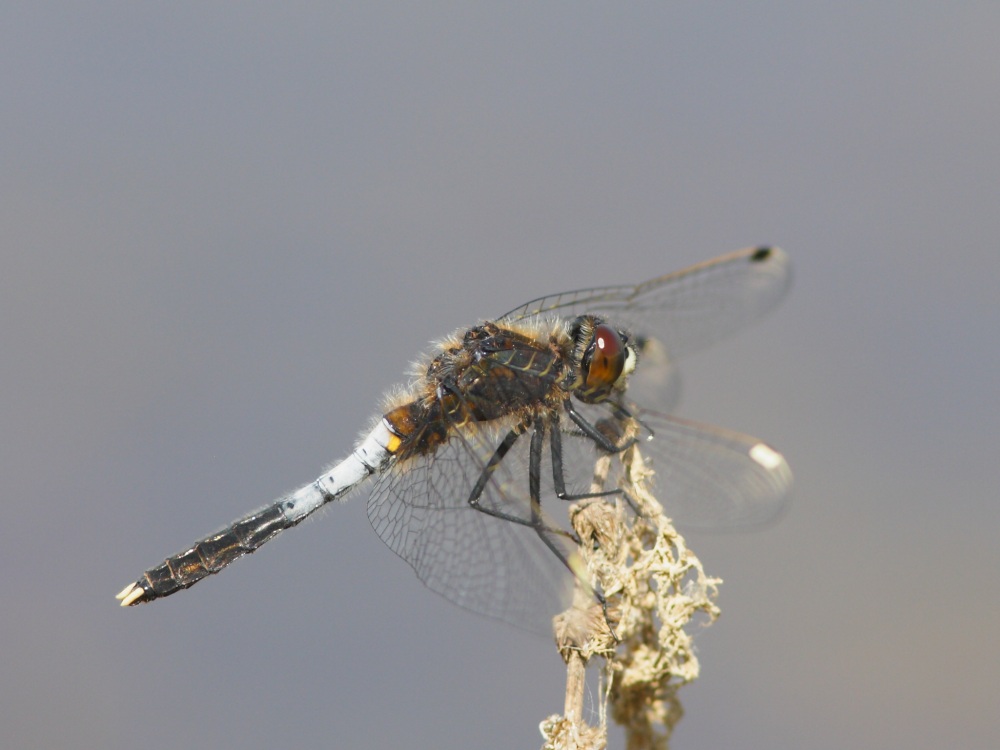 Zierliche Moosjungfer (Leucorrhinia caudalis)