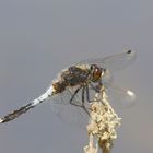 Zierliche Moosjungfer (Leucorrhinia caudalis)