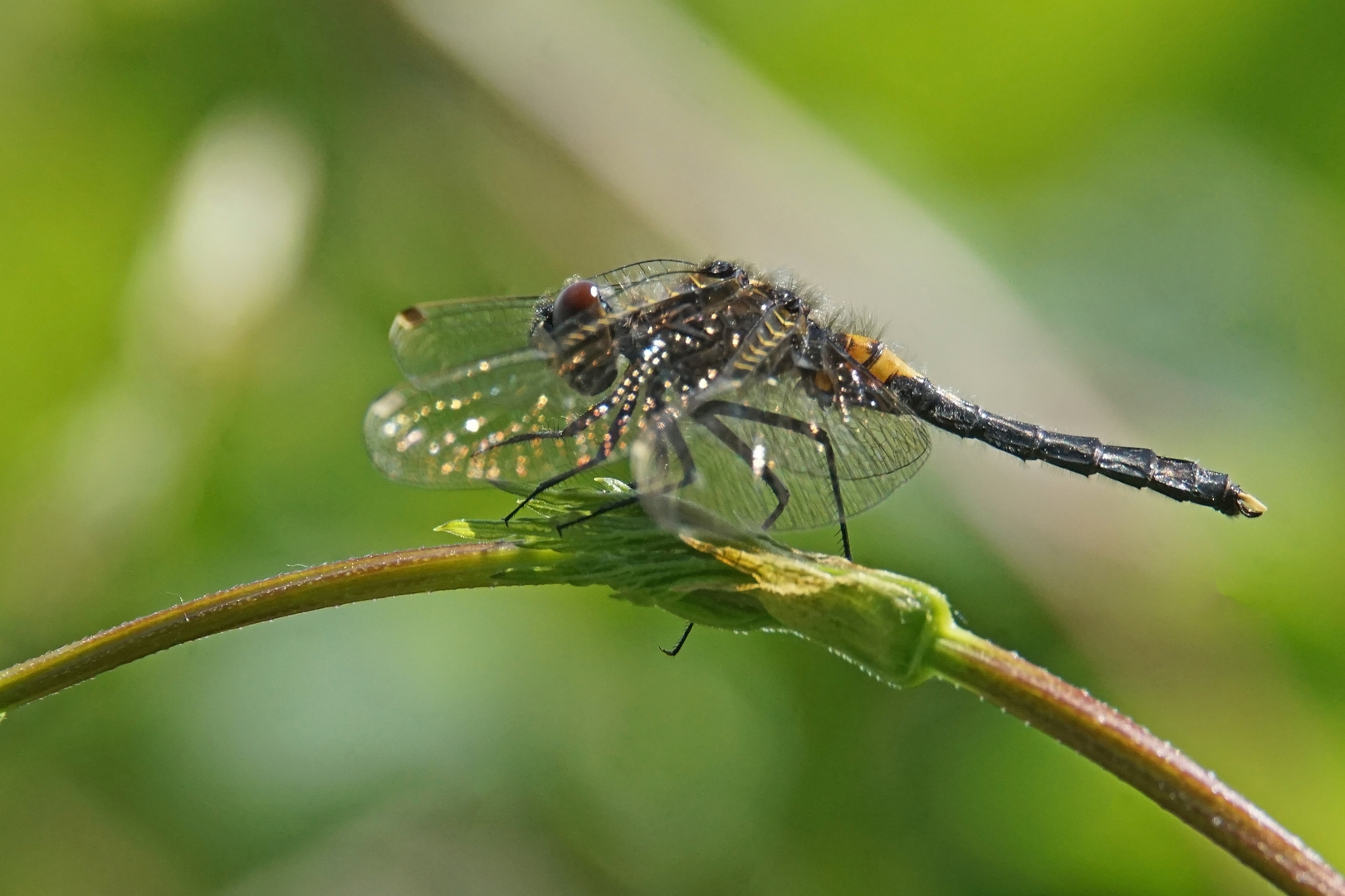 Zierliche Moosjungfer (Leucorrhinia caudalis), Weibchen