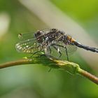 Zierliche Moosjungfer (Leucorrhinia caudalis), Weibchen