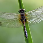 Zierliche Moosjungfer - Weibchen