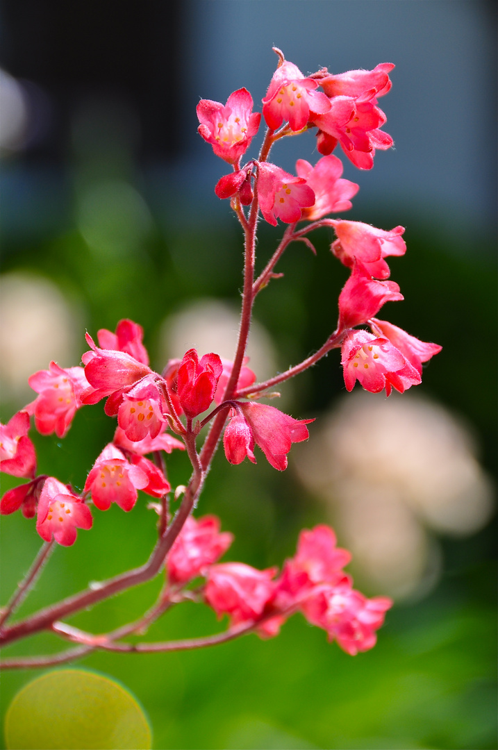 zierliche rote Blüten