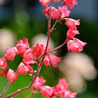 zierliche rote Blüten