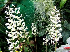 Zierliche Schönheiten aus dem Botanischen Garten in Bochum