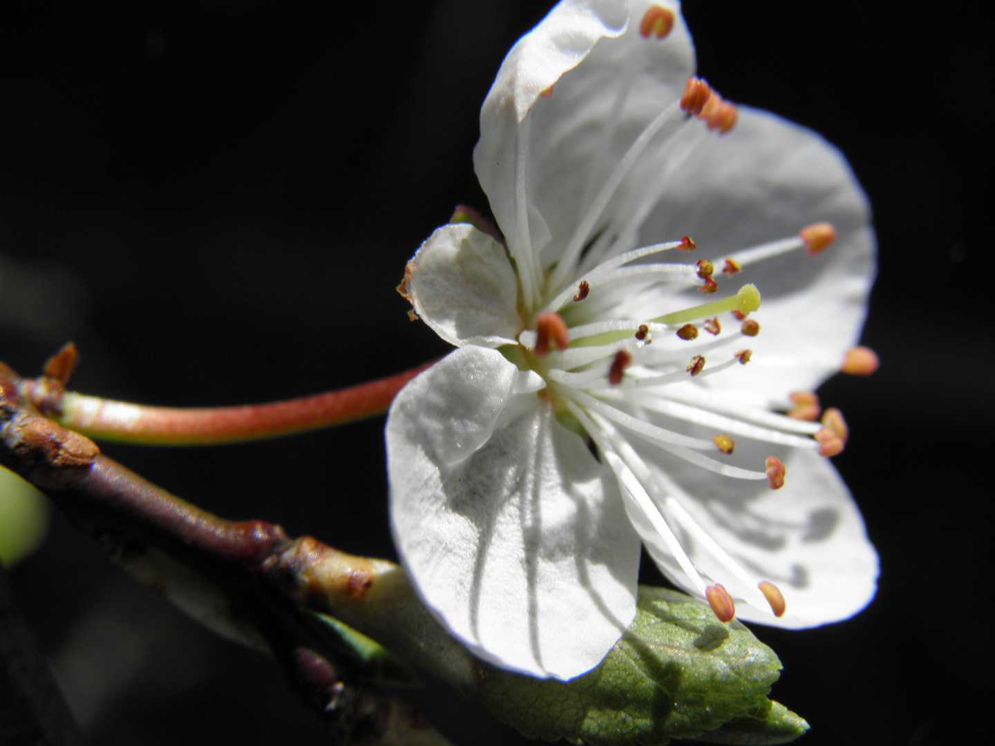 zierlicher frühlingsbote