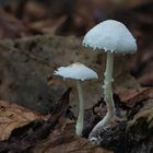 Zierlicher Mehlschirmling (Cystolepiota seminuda)