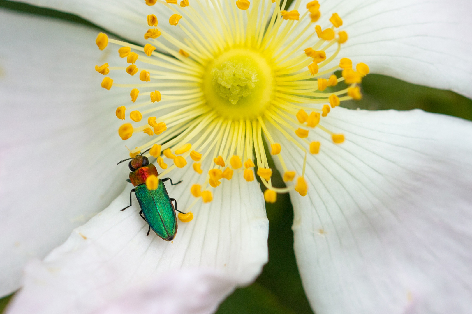 Zierlicher Prachtkäfer 