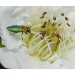 _ Zierlicher Prachtkäfer _ Anthaxia nitidula _