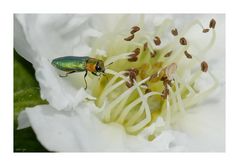 _ Zierlicher Prachtkäfer _ Anthaxia nitidula _