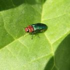 Zierlicher Prachtkäfer (Anthaxia nitidula) - Männchen