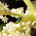 Zierlicher Prachtkäfer (Anthaxia nitidula) - Männchen