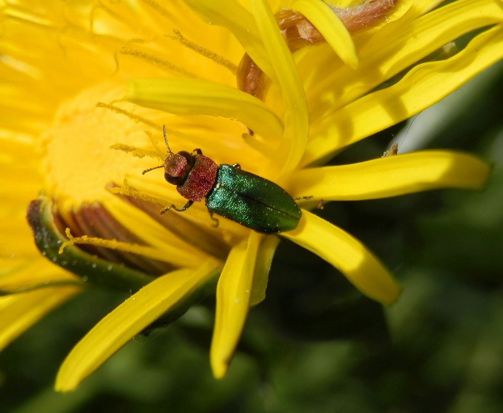 Zierlicher Prachtkäfer (Anthaxia nitidula) - Weibchen