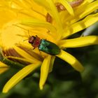 Zierlicher Prachtkäfer (Anthaxia nitidula) - Weibchen