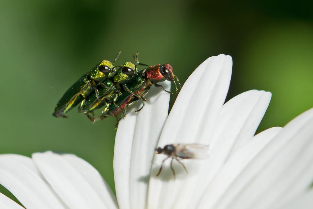 Zierlicher Prachtkäfer