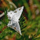 Zierlicher Schmuck-Kleinspanner (Scopula ornata)! *